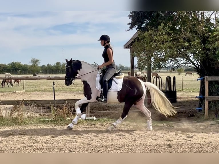 Deutsches Reitpony Stute 3 Jahre 145 cm Tobiano-alle-Farben in Trebur