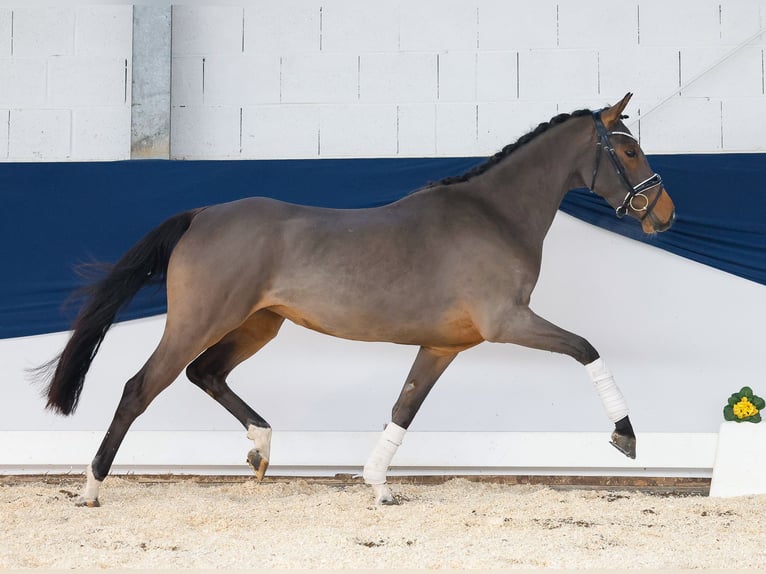 Deutsches Reitpony Stute 3 Jahre 146 cm Brauner in Marsberg