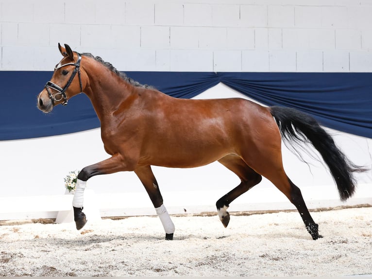 Deutsches Reitpony Stute 3 Jahre 146 cm Brauner in Marsberg