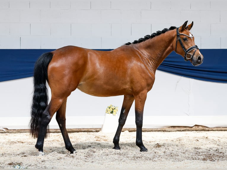 Deutsches Reitpony Stute 3 Jahre 146 cm Brauner in Marsberg