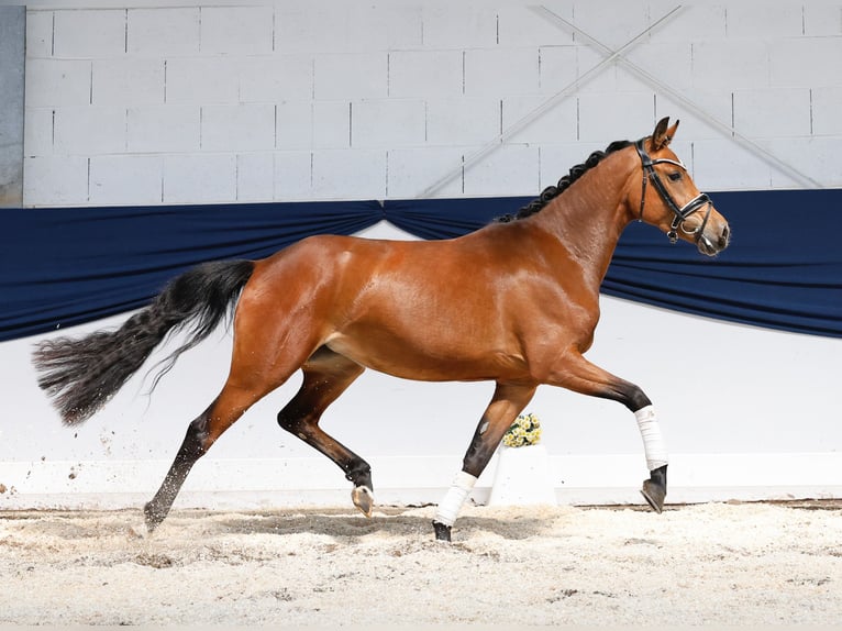 Deutsches Reitpony Stute 3 Jahre 146 cm Brauner in Marsberg