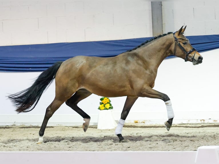 Deutsches Reitpony Stute 3 Jahre 146 cm Brauner in Marsberg