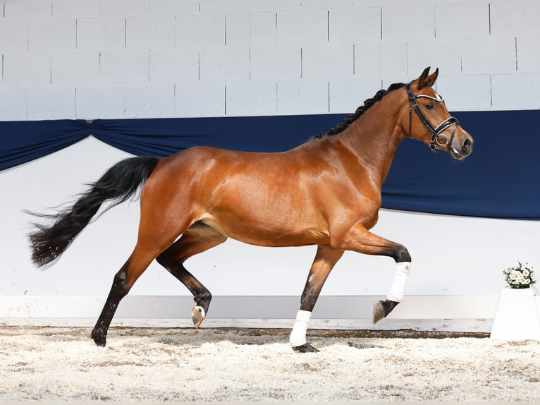Deutsches Reitpony Stute 3 Jahre 146 cm Brauner in Marsberg