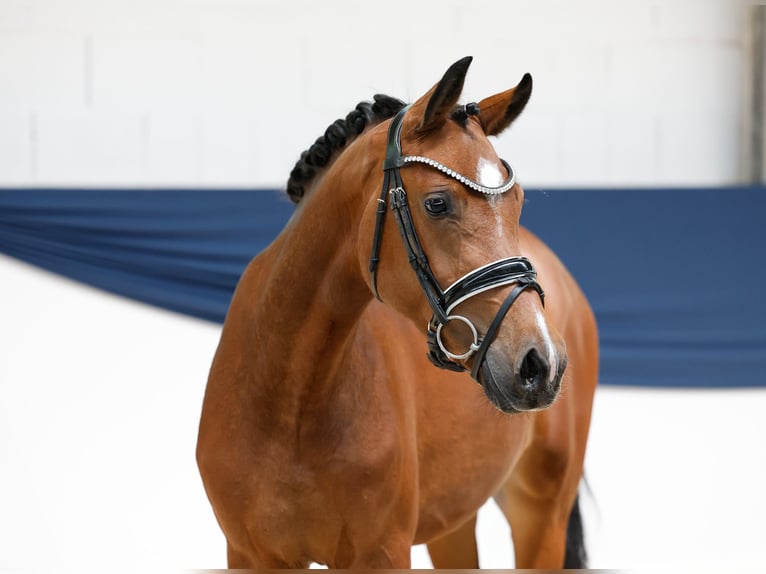 Deutsches Reitpony Stute 3 Jahre 146 cm Brauner in Marsberg