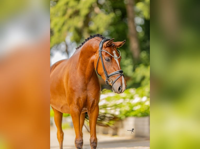 Deutsches Reitpony Stute 3 Jahre 146 cm Brauner in Kilchberg ZH