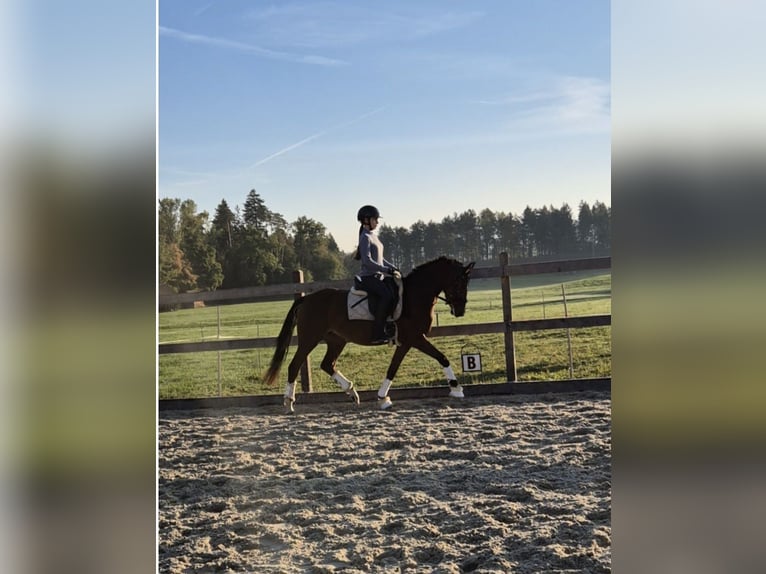 Deutsches Reitpony Stute 3 Jahre 146 cm Brauner in Kilchberg ZH