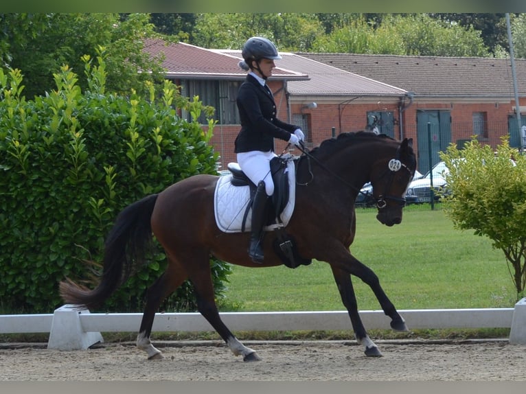 Deutsches Reitpony Stute 3 Jahre 146 cm Brauner in Bispingen