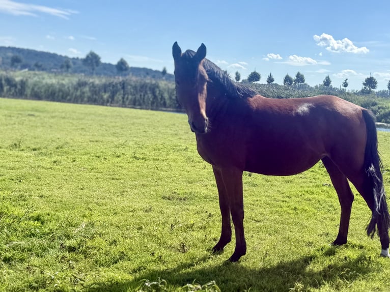 Deutsches Reitpony Stute 3 Jahre 146 cm Brauner in Kietz
