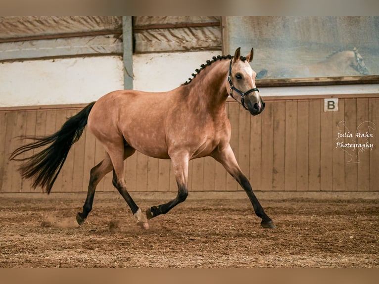 Deutsches Reitpony Stute 3 Jahre 146 cm Buckskin in BabenhausenBabenhausen
