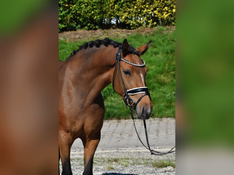 Deutsches Reitpony Stute 3 Jahre 146 cm Buckskin in F&#xFC;rstenau