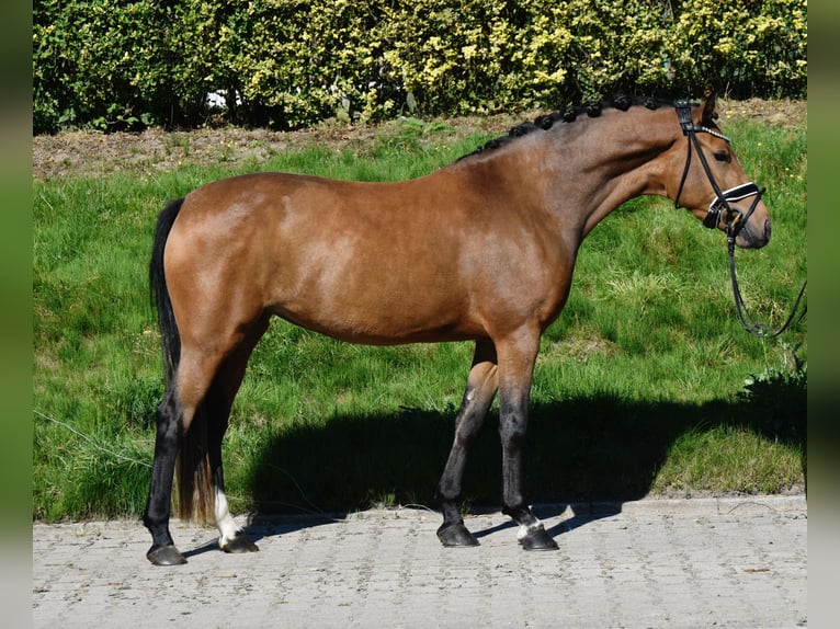Deutsches Reitpony Stute 3 Jahre 146 cm Buckskin in F&#xFC;rstenau
