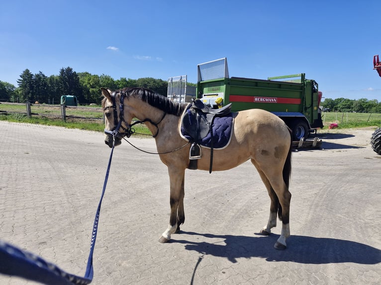 Deutsches Reitpony Stute 3 Jahre 146 cm Buckskin in Ritterhude
