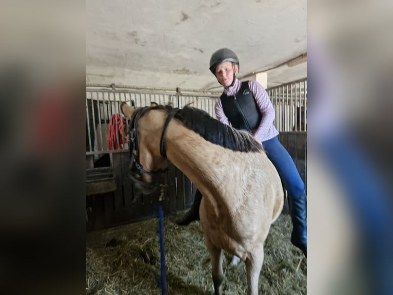Deutsches Reitpony Stute 3 Jahre 146 cm Buckskin in Ritterhude