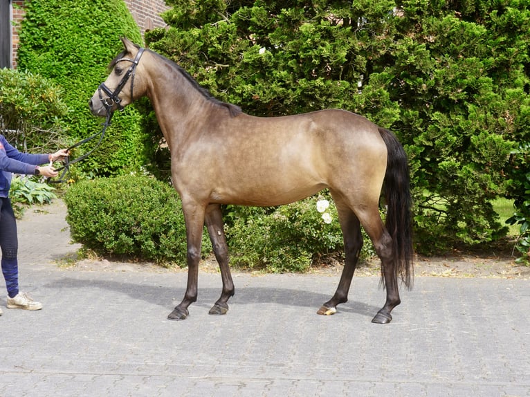 Deutsches Reitpony Stute 3 Jahre 146 cm Buckskin in Paderborn
