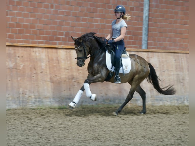 Deutsches Reitpony Stute 3 Jahre 146 cm Buckskin in Paderborn