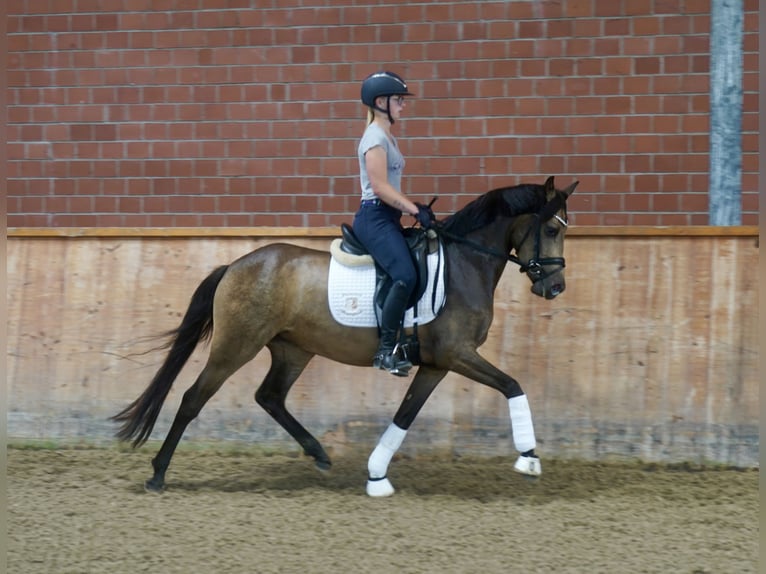 Deutsches Reitpony Stute 3 Jahre 146 cm Buckskin in Paderborn