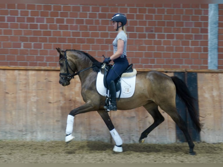 Deutsches Reitpony Stute 3 Jahre 146 cm Buckskin in Paderborn
