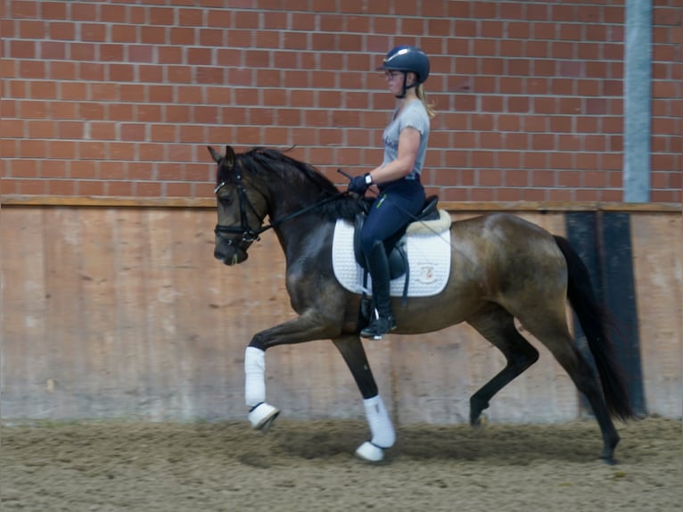 Deutsches Reitpony Stute 3 Jahre 146 cm Buckskin in Paderborn