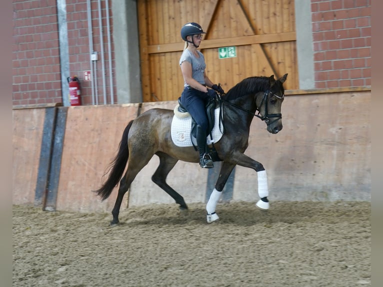 Deutsches Reitpony Stute 3 Jahre 146 cm Buckskin in Paderborn