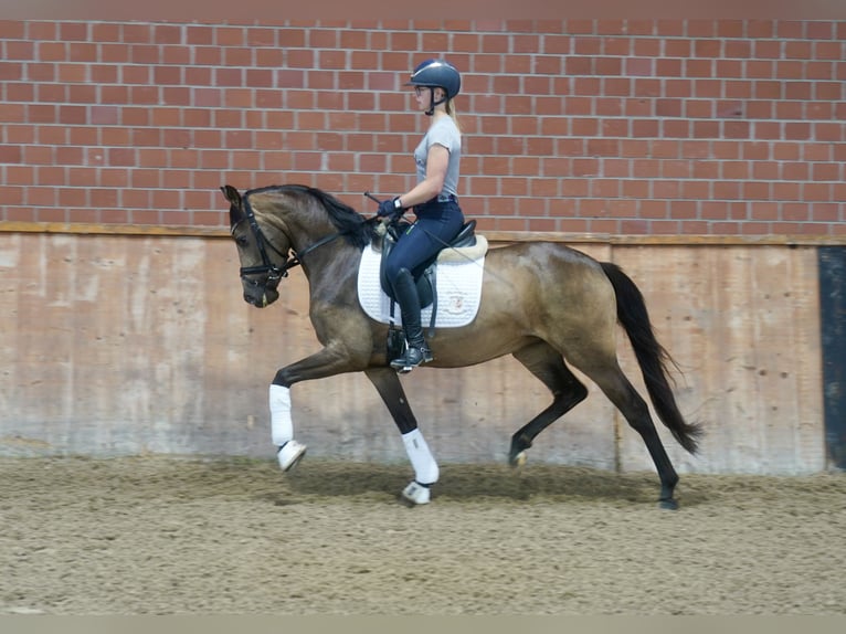 Deutsches Reitpony Stute 3 Jahre 146 cm Buckskin in Paderborn