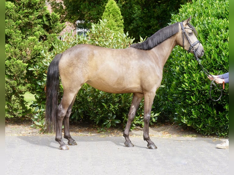 Deutsches Reitpony Stute 3 Jahre 146 cm Buckskin in Paderborn