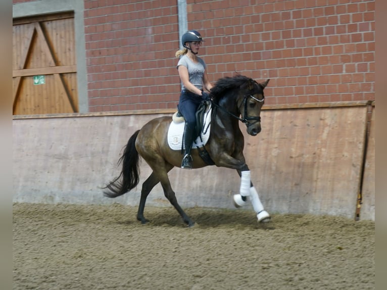 Deutsches Reitpony Stute 3 Jahre 146 cm Buckskin in Paderborn