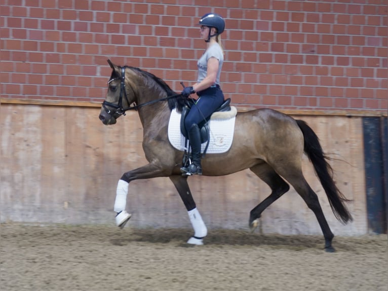 Deutsches Reitpony Stute 3 Jahre 146 cm Buckskin in Paderborn