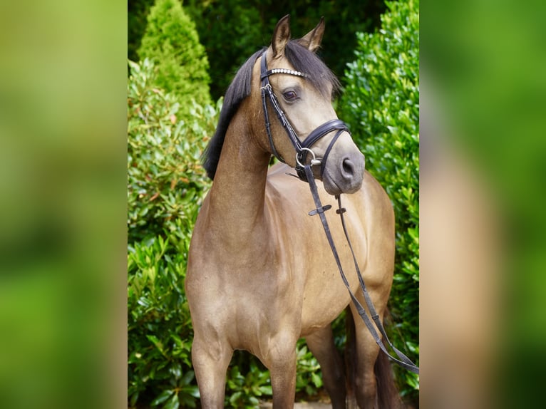 Deutsches Reitpony Stute 3 Jahre 146 cm Buckskin in Paderborn