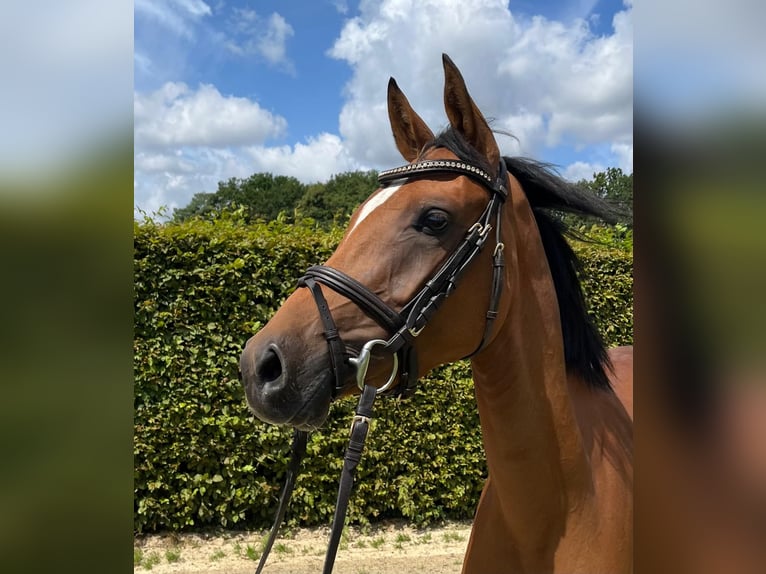 Deutsches Reitpony Stute 3 Jahre 146 cm in M&#xFC;nster