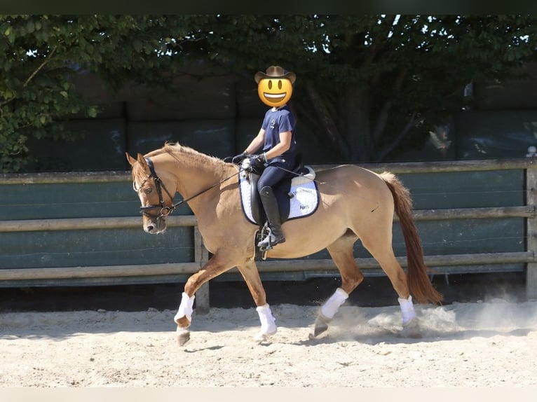 Deutsches Reitpony Stute 3 Jahre 146 cm in Nottuln
