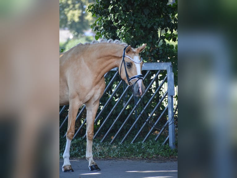 Deutsches Reitpony Stute 3 Jahre 146 cm Dunalino in Stuhr