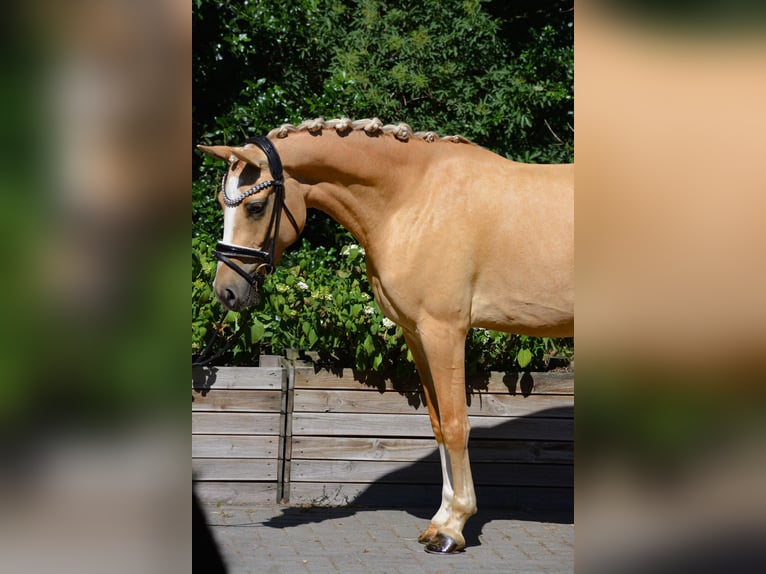 Deutsches Reitpony Stute 3 Jahre 146 cm Dunalino in Stuhr