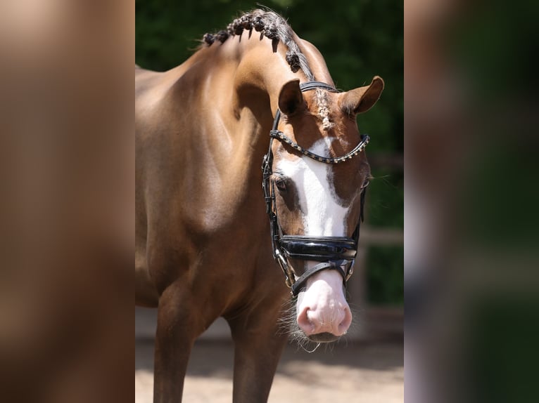 Deutsches Reitpony Stute 3 Jahre 146 cm Dunkelfuchs in HeemskerK