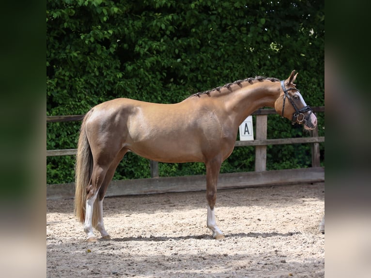 Deutsches Reitpony Stute 3 Jahre 146 cm Dunkelfuchs in HeemskerK