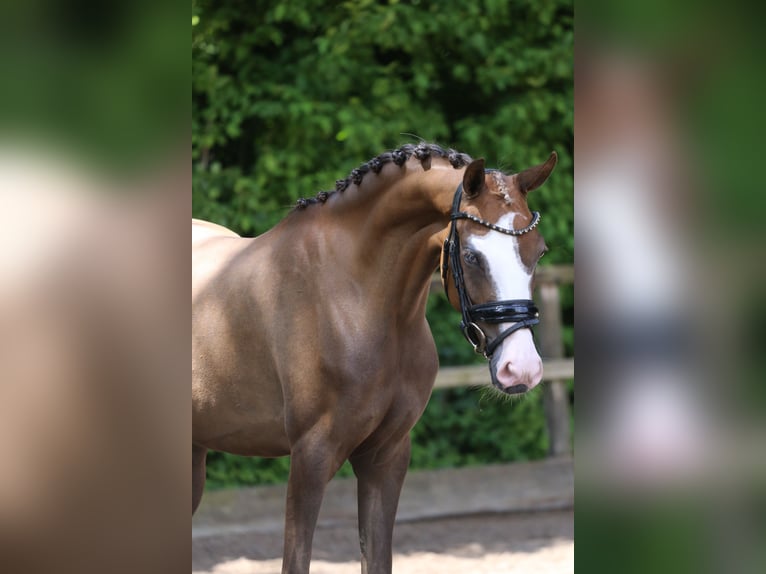 Deutsches Reitpony Stute 3 Jahre 146 cm Dunkelfuchs in HeemskerK