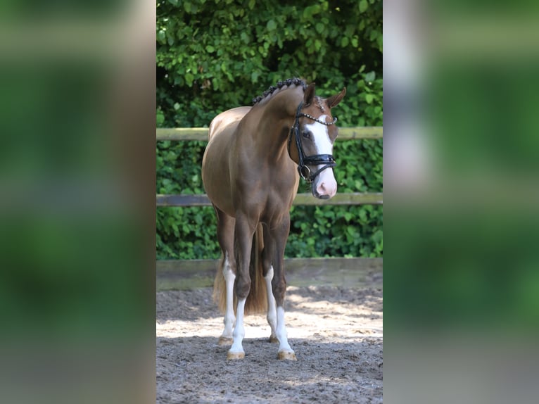 Deutsches Reitpony Stute 3 Jahre 146 cm Dunkelfuchs in HeemskerK