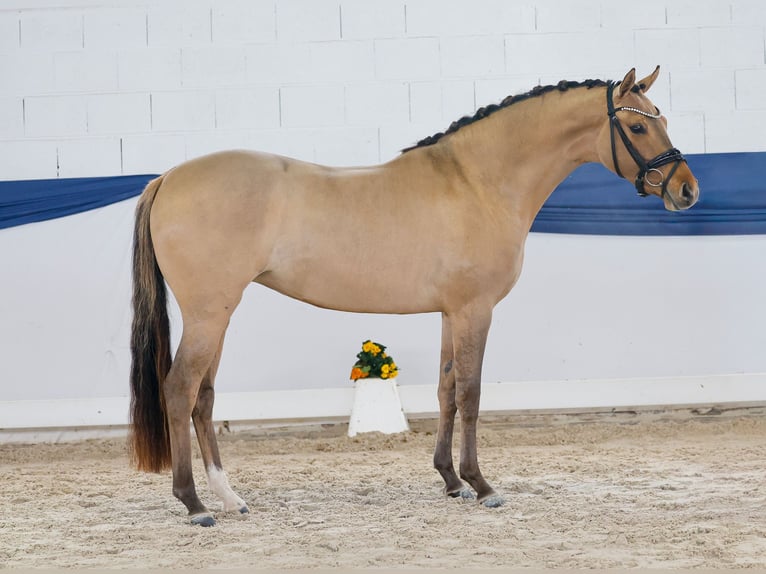 Deutsches Reitpony Stute 3 Jahre 146 cm Falbe in Marsberg