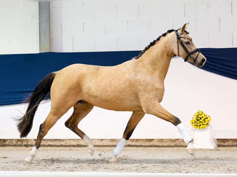 Deutsches Reitpony Stute 3 Jahre 146 cm Falbe in Marsberg
