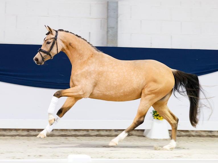 Deutsches Reitpony Stute 3 Jahre 146 cm Falbe in Marsberg