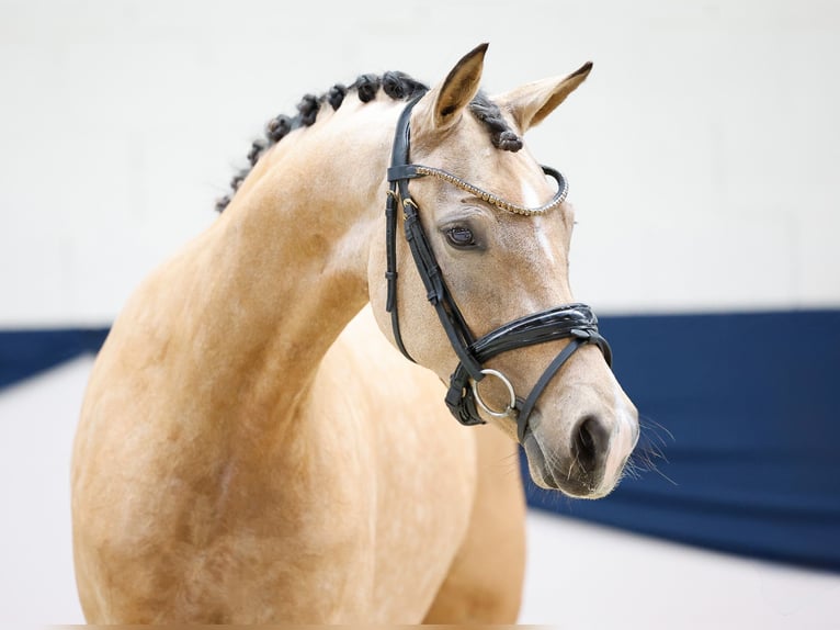 Deutsches Reitpony Stute 3 Jahre 146 cm Falbe in Marsberg