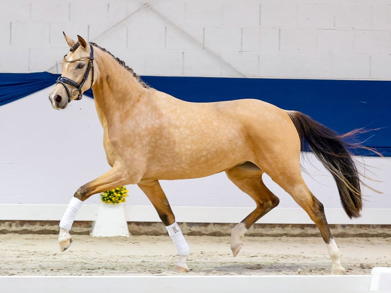 Deutsches Reitpony Stute 3 Jahre 146 cm Falbe in Marsberg