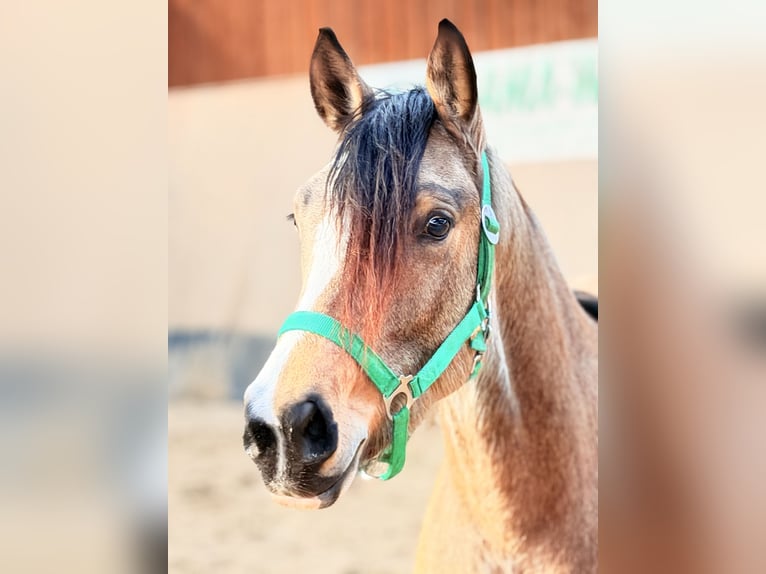 Deutsches Reitpony Stute 3 Jahre 146 cm Falbe in Wegeleben