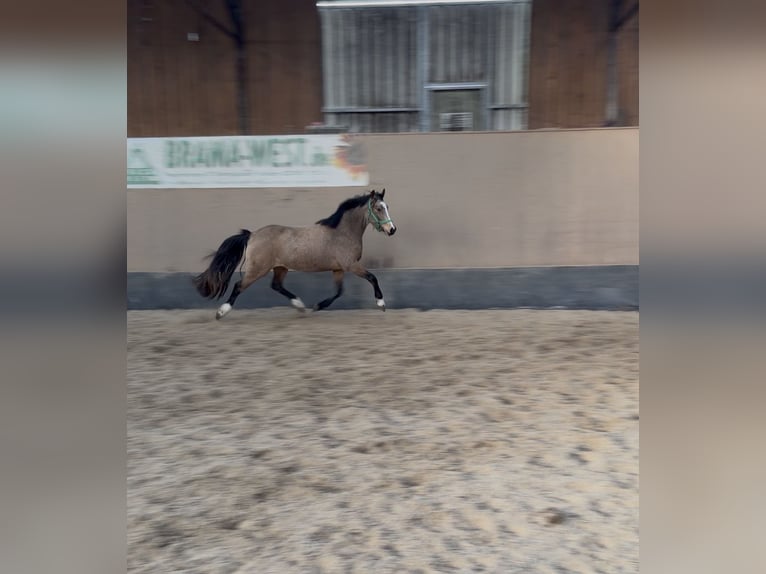 Deutsches Reitpony Stute 3 Jahre 146 cm Falbe in Wegeleben