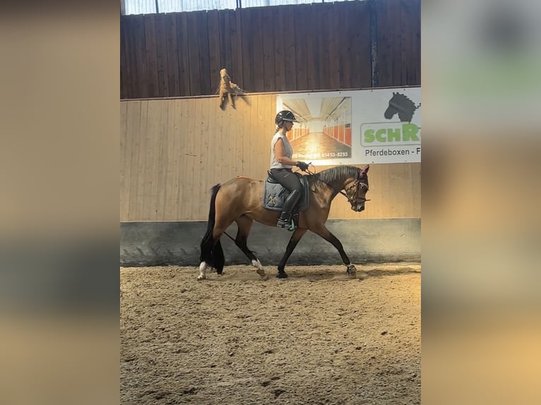 Deutsches Reitpony Stute 3 Jahre 146 cm Falbe in Wegeleben