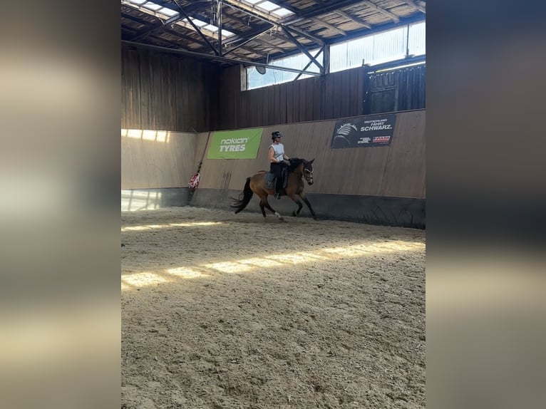 Deutsches Reitpony Stute 3 Jahre 146 cm Falbe in Wegeleben