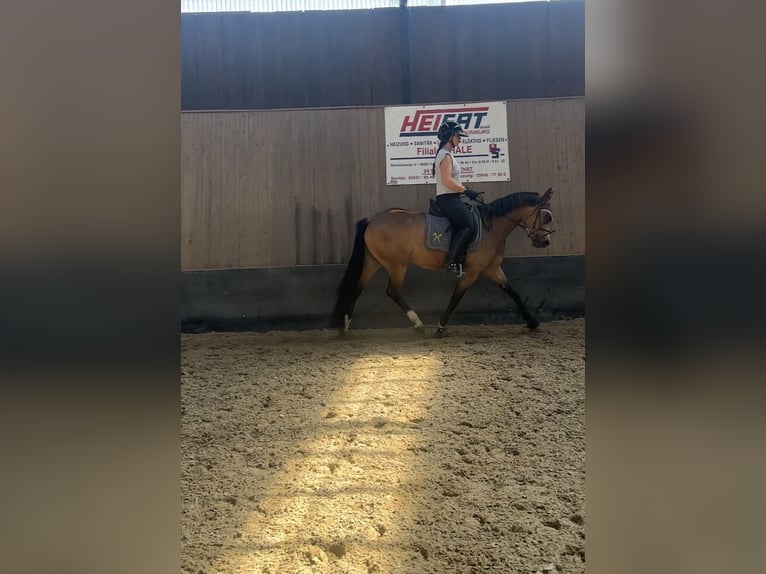 Deutsches Reitpony Stute 3 Jahre 146 cm Falbe in Wegeleben