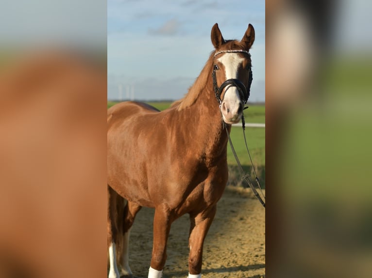 Deutsches Reitpony Stute 3 Jahre 146 cm Fuchs in Geilenkirchen