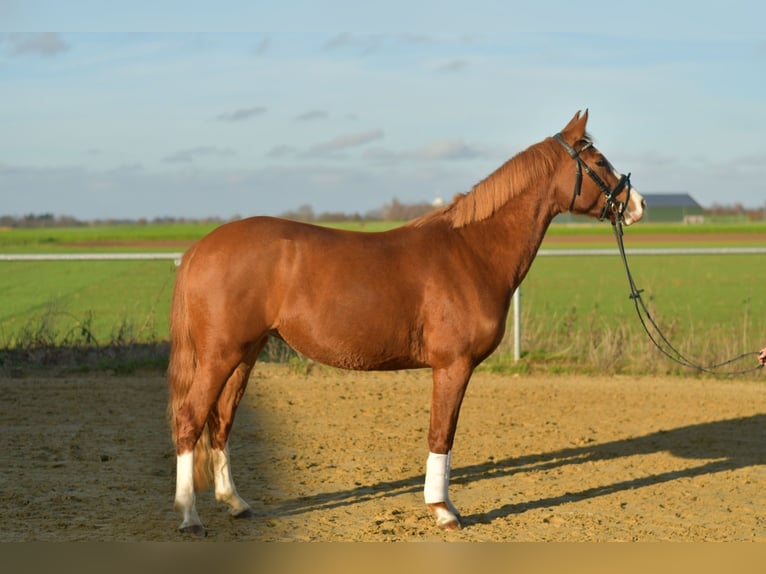 Deutsches Reitpony Stute 3 Jahre 146 cm Fuchs in Geilenkirchen