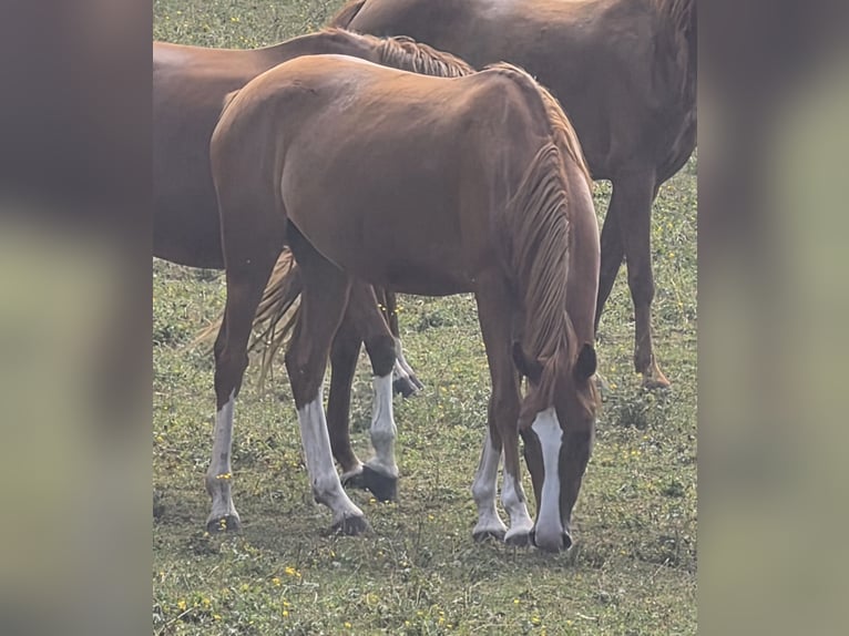 Deutsches Reitpony Stute 3 Jahre 146 cm Fuchs in Mainleus