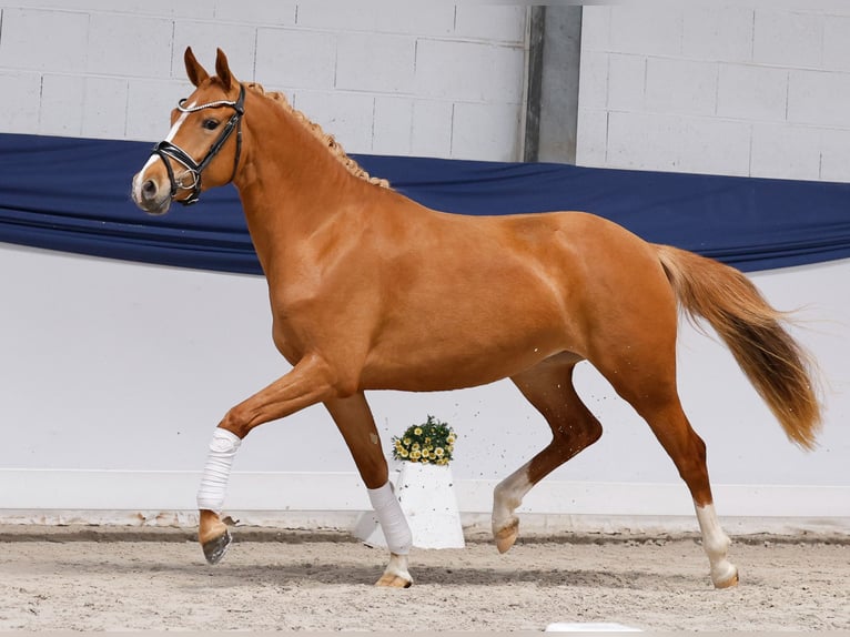 Deutsches Reitpony Stute 3 Jahre 146 cm Fuchs in Marsberg